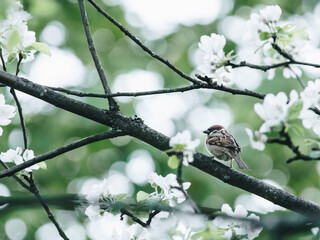 成都车辆限行时间最新规定